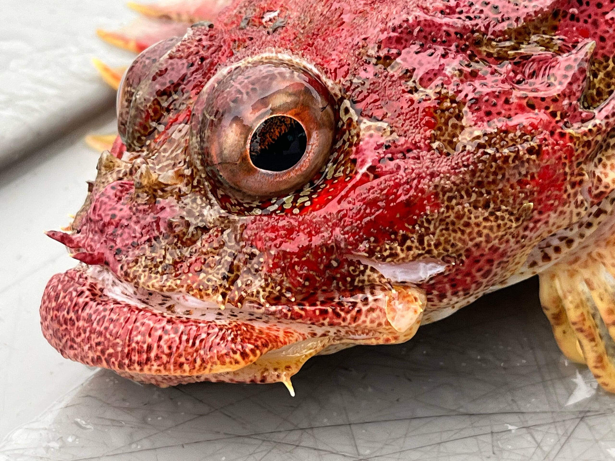 a-close-up-of-a-red-irish-lord-near-elfin-cove-alaska