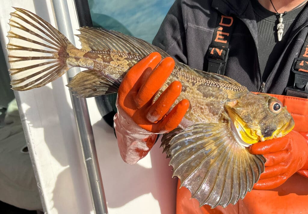 Jojo holds a yellow Irish lord found in Tracy Arm Fjord; note the half-scales on its back