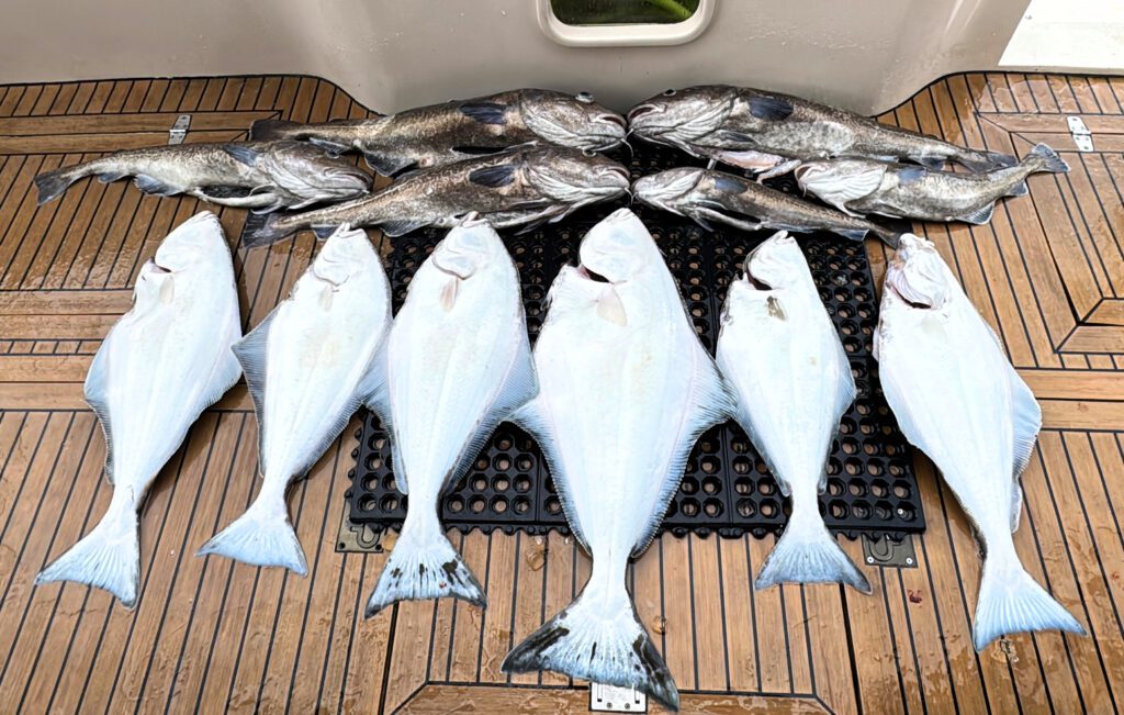 Fresh halibut and cod laid out on the deck after a day of charter fishing in Alaska, ready for processing